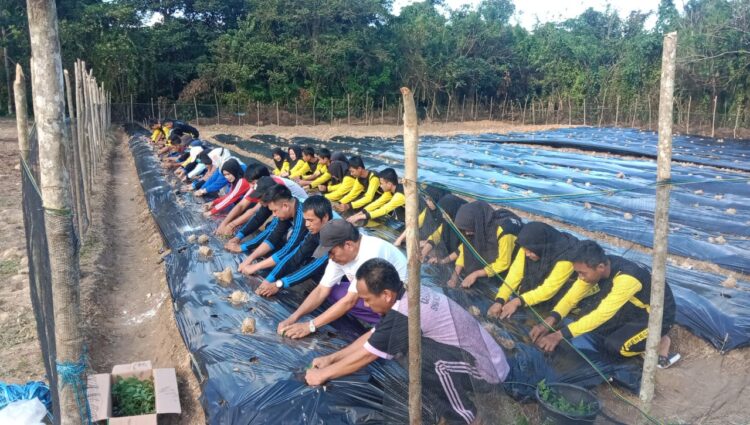 SMKS Dibawah Naungan Yayasan Mitra Karya Persada Muna Laksanakan Giat Peningkatan Ketahanan Pangan se Sultra