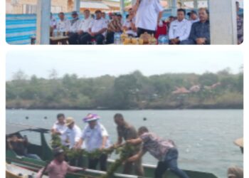 Harapan Bupati Muna LM Rusman Emba dalam Panen Raya Agar-agar di Desa Lambelu