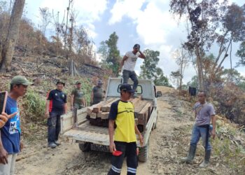 Puluhan Batang Kayu Olahan di Hutan Nanga-nanga di Sita Dishut Sultra