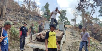 Puluhan Batang Kayu Olahan di Hutan Nanga-nanga di Sita Dishut Sultra