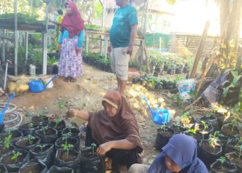 Dinas Pertanian Muna Terus Galakan Program Pekarangan Pangan Lestari