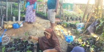 Dinas Pertanian Muna Terus Galakan Program Pekarangan Pangan Lestari
