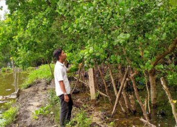 Ekosistem Mangrove Muna Barat, Jantung Hijau yang Menyimpan Cerita Kehidupan 