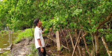 Ekosistem Mangrove Muna Barat, Jantung Hijau yang Menyimpan Cerita Kehidupan 