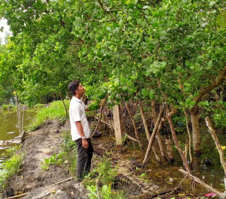 Ekosistem Mangrove Muna Barat, Jantung Hijau yang Menyimpan Cerita Kehidupan