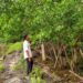 Ekosistem Mangrove Muna Barat, Jantung Hijau yang Menyimpan Cerita Kehidupan 