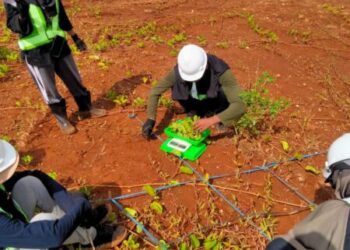 Lahan Bekas Tambang Nikel di Sulawesi Tenggara Miliki Potensi Besar untuk Hijauan Pakan Ternak