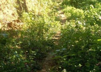 Telan Anggaran Ratusan Juta, Kondisi Jalan Pangkalahualu-Rotang Cellae Terbengkalai