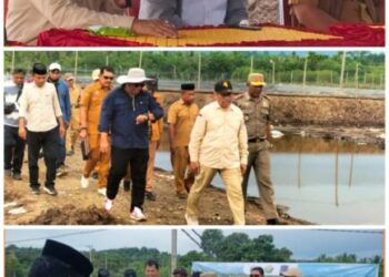 Berkah Ramadhan, Bupati Muna Hadiri Panen Udang Vaname