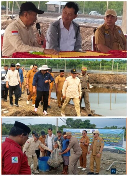 Berkah Ramadhan, Bupati Muna Hadiri Panen Udang Vaname