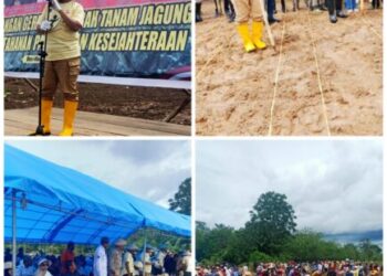 Dukung Ketahanan Pangan, Pemda Muna Resmi Luncurkan Program Gerakan Tanam Jagung