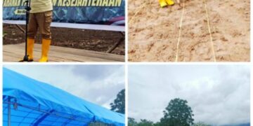 Dukung Ketahanan Pangan, Pemda Muna Resmi Luncurkan Program Gerakan Tanam Jagung