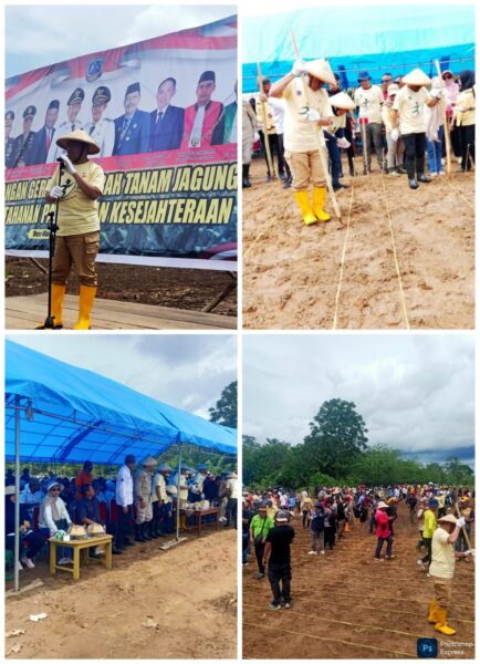 Dukung Ketahanan Pangan, Pemda Muna Resmi Luncurkan Program Gerakan Tanam Jagung
